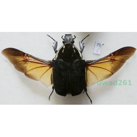 Mecynorhina ugandensis (Moser, 1907) female ex. ovo Cameroon79